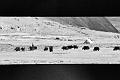 B&W-Nomads & yaks